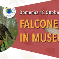 Falconeria in Museo